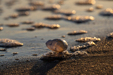 angespülte Muschel am Strand