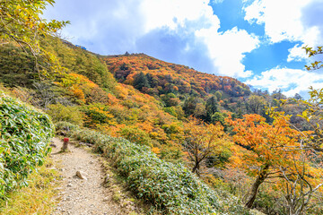秋の剣山の登山道　徳島県三好市　Autumn trail of Mt. Tsurugi. Tokushima-ken Miyoshi city