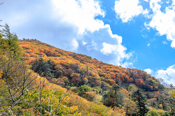 秋の剣山　徳島県三好市　Mt. Tsurugi in autumn. Tokushima-ken Miyoshi city