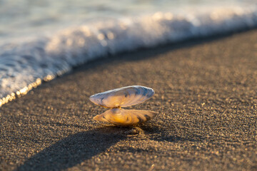 angespülte Muschel am Strand