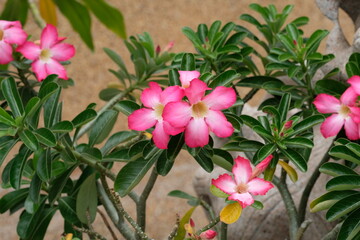 pink flowers