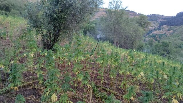 Marijuana plant at outdoor cannabis farm field, Hemp Field.
