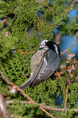 Coal Tit perched on a tree branch