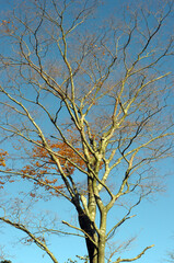 tree branches against sky