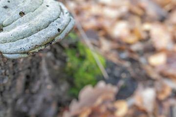 Layered tinder fungus in the semi-darkness of the autumn forest. Close-up, selective focus.