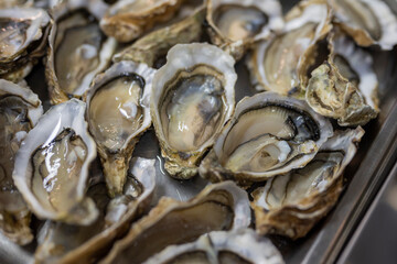 raw sea oysters food covered in shells
