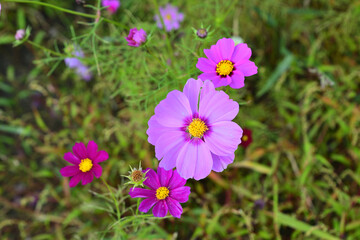 コスモス（秋桜）