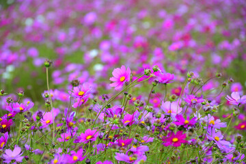 コスモス（秋桜）