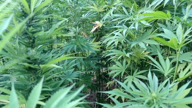 Marijuana plant at outdoor cannabis farm field, Hemp Field.