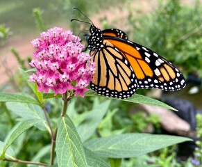 monarch butterfly on flower