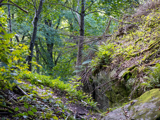 moss covered rocks in the forrest