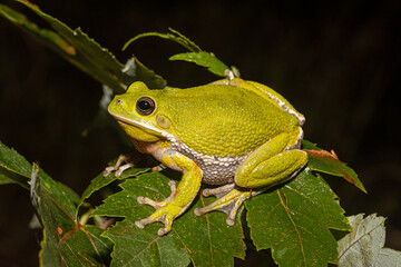 Barking tree frog - Hyla gratiosa