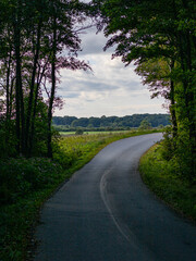 Road leading out of the forest