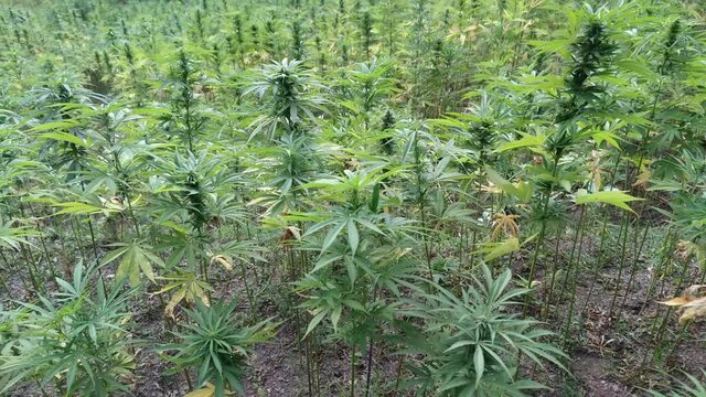 Marijuana plant at outdoor cannabis farm field, Hemp Field.