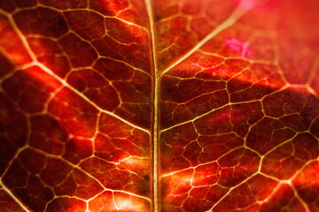 Obraz premium red leaf macro