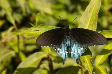 Black swallowtail butterfly - Papilio polyxenes © Hamilton