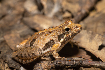 Northern cricket frog - Acris crepitans - obrazy, fototapety, plakaty