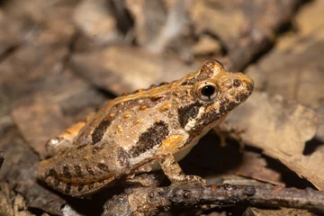 Foto op Canvas Northern cricket frog - Acris crepitans © Hamilton