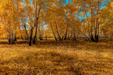 autumn trees in the park