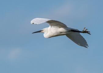 Light Egret in flight against Blue sky