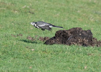 Pied wagtail in flight passing cow manure (funny observational)