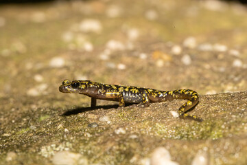 Obraz na płótnie Canvas Green salamander - Aneides aeneus
