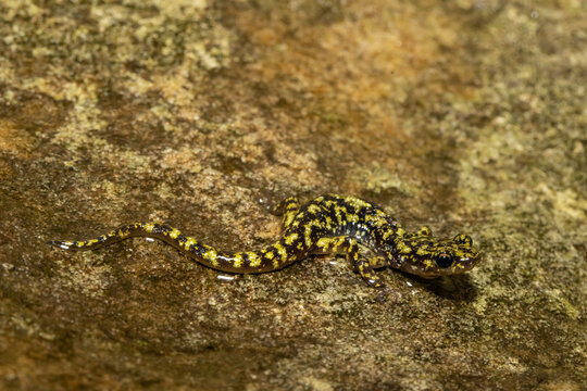 Green salamander - Aneides aeneus