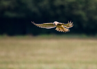Kestrel hovering and looking for Lunch 