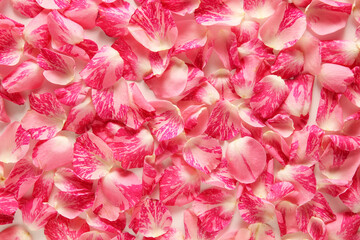 a lot of pink rose petals background