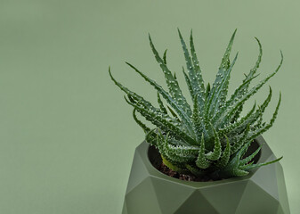 aloe humilis in a flower pot isolated on a green background. Succulent plant with thorny leaves