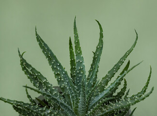 green thorny leaves of aloe humilis on monochrome on a green background. 