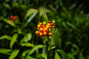 Flor Silvestre, Guanacaste , Costa Rica
