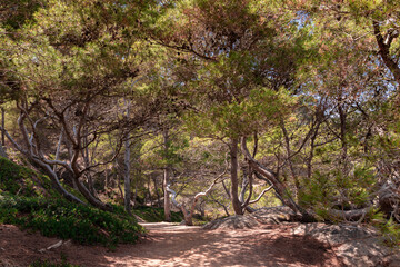 path in a pine forest on the costa brava