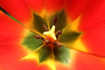 Blurred flower tulip