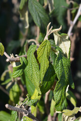 Wrinkled viburnum