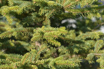Colorado blue spruce