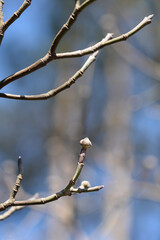 Flowering Dogwood Cherokee Chief