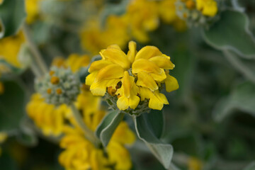 Jerusalem sage