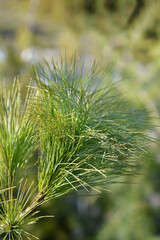 Himalayan pine