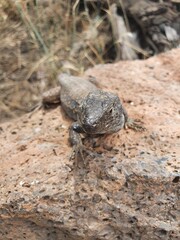 Kanareneidechse Gallotia Teneriffa Spanien Kanaren