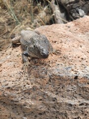 Kanareneidechse Gallotia Teneriffa Spanien Kanaren