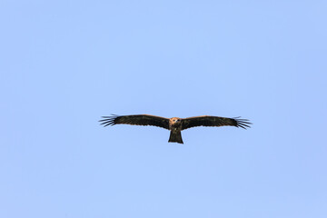 Soaring Black Kite looking at the camera