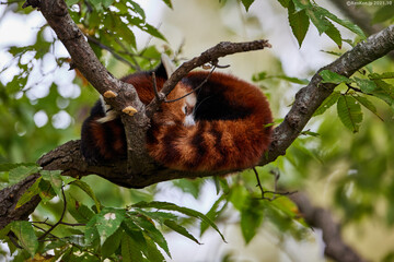 レッサーパンダ