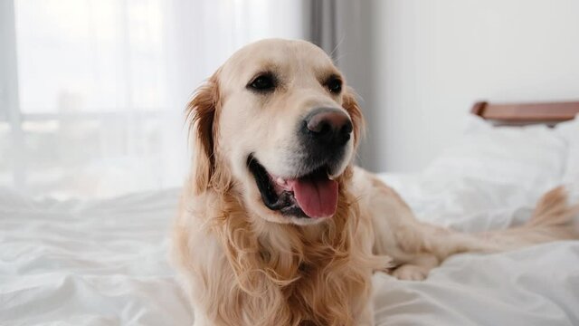 Golden retriever dog lying in the bed and breathing with tonque out. Cute adorable doggy resting and looking around. Fluffy pet labrador at home with daylight