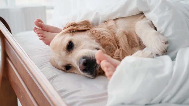 Golden retriever dog lying in the bed under blanket with children feet. Pet staying in the bedroom with girls owners and resting. Cute doggy indoors sleeping close to kids legs