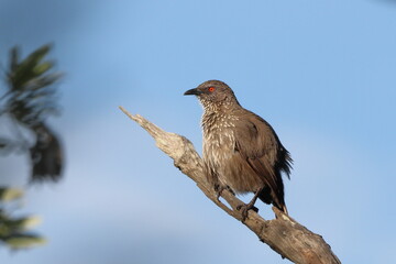 Arrow-marked Babbler
