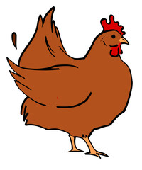 Chicken on a white background  