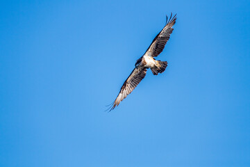 遠賀川河口堰の魚を捕食するミサゴ
