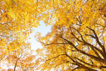 ケヤキの黄葉を望む