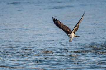 遠賀川河口堰の魚を捕食するミサゴ